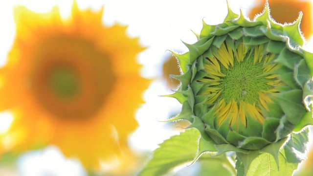 Green unripe sunflower