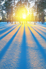 The picturesque winter sunset in the forest