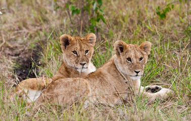 Lion cubs on the plains of the Maasai Mara, Kenya