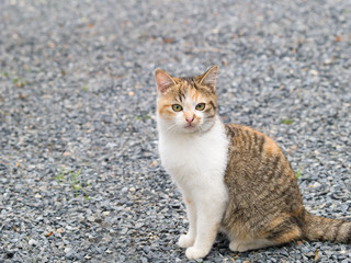 Kitten Looking At Camera