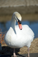 コブハクチョウ