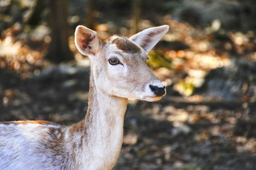 Fallow Deer