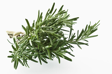 Rosmarin (Rosmarinus officinalis)