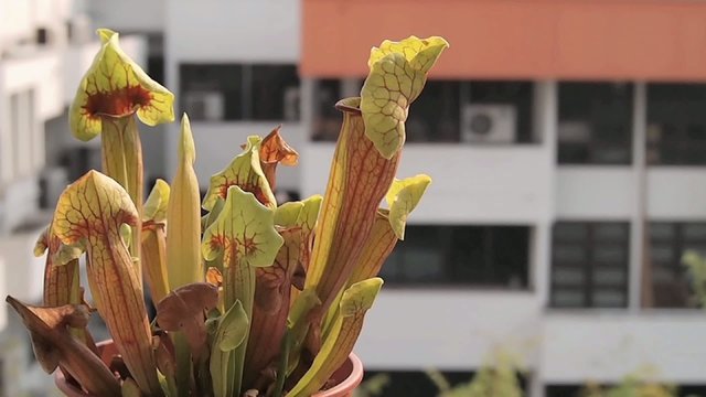 carnivorous pitcher plant