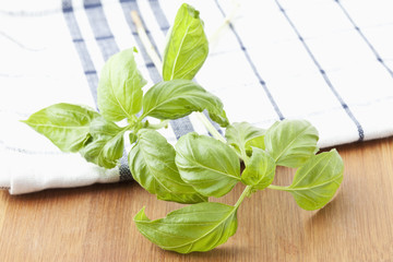 Basilikum (ocimum basilicum)