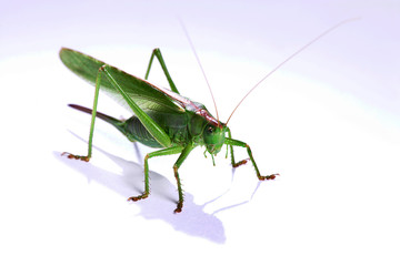Heuschrecke