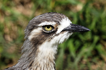 head of bird