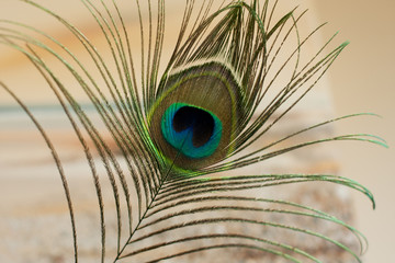 Peacock feather