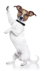 Foto auf Acrylglas Lustiger Hund dog high five
