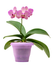 Naklejka na ściany i meble pink orchid in the pot