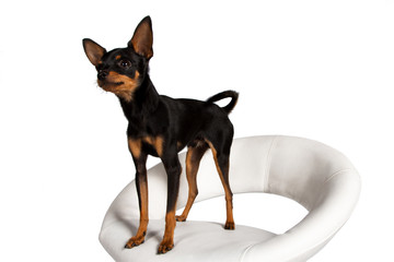 Image of little cute dog