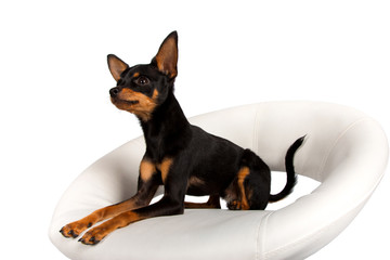 Image of little cute dog