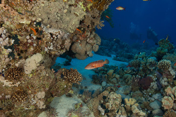 AMBIENTE SUBMARINO