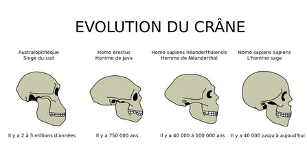 Evolution du crâne
