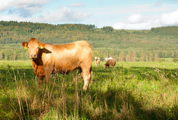 Standing Cow