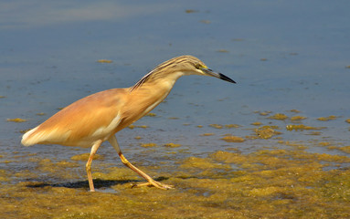 red crested heron hunting preys  in the marsh