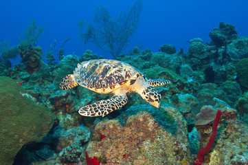 Naklejka na ściany i meble Cayman's turtle