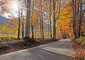 Fototapeta na wymiar Autumn road and sun