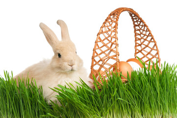 Rabbit in grass