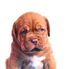 Dogue De Bordeaux puppy portrait