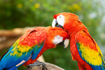 Fototapeta na wymiar Two Macaws Preening Each Others head feathers
