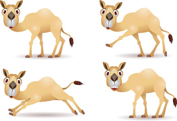 Funny camel cartoon