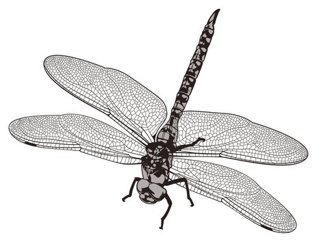 Vector Dragonfly