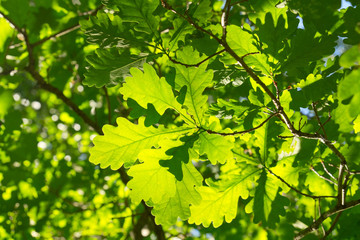 Fototapeta na wymiar young leaves of oak