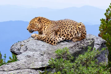 Keuken spatwand met foto leopard  at wildness area © JackF