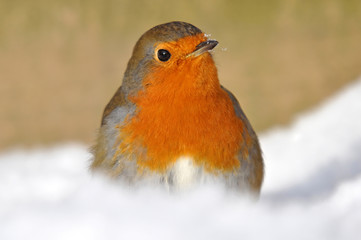 Robin In Winter