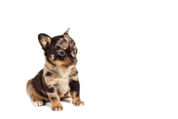 chihuahua puppy in front of a white background