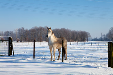 Horse in winter landscape