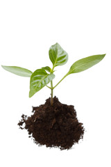 Young plant