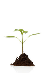 Young plant