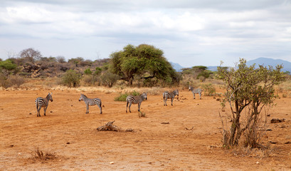Fototapeta na wymiar Para dzikich African Zebra