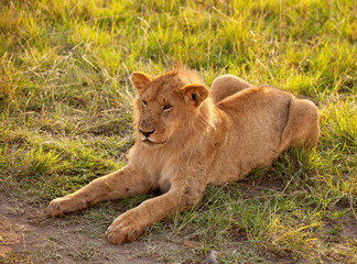 Fototapeta na wymiar African female lion