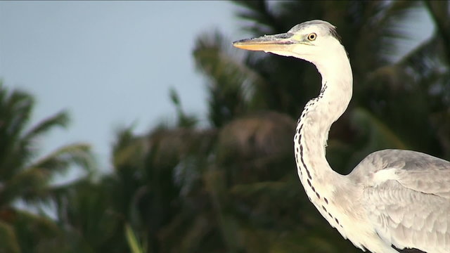 Grey heron, Maldives