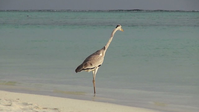 Grey heron, Maldives