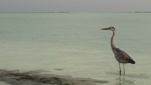 Grey heron, Maldives