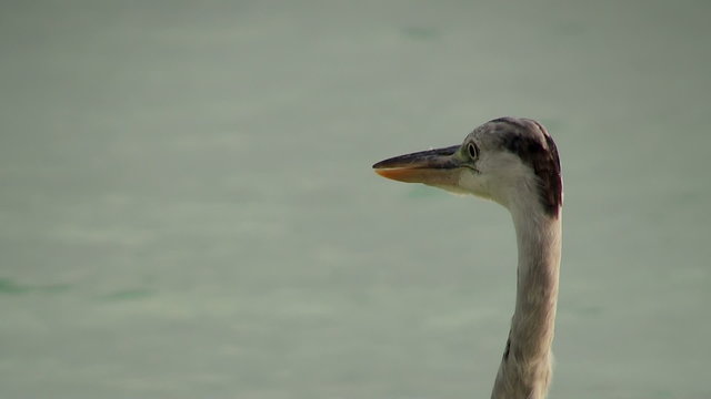 Grey heron, Maldives