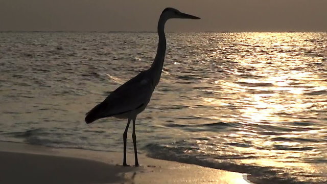 Grey heron, Maldives
