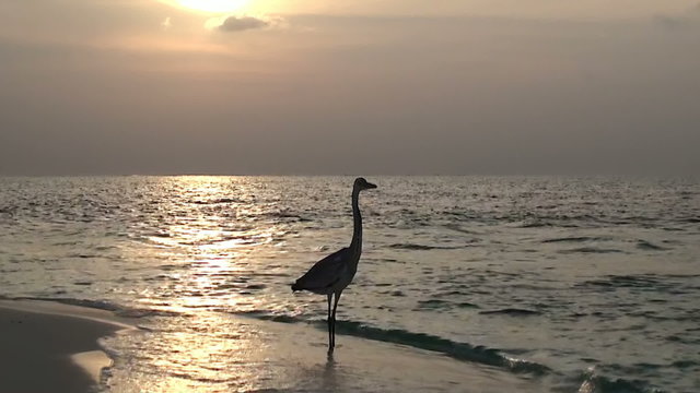 Grey heron, Maldives