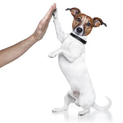 dog high five with male hand