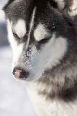 Photo beautiful adult dog, the Siberian Husky