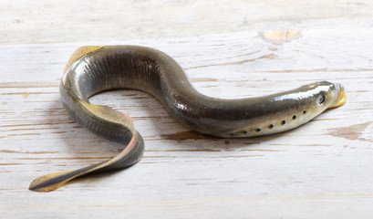 lamprey