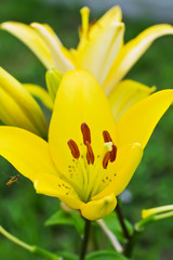 Flower of yellow lilies