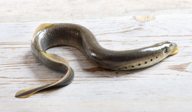 Lamprey