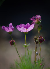 Cosmos en lumi&egrave;re