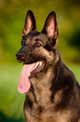 Shepherd dog portrait