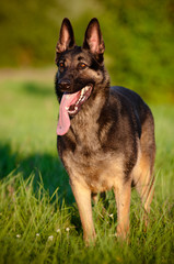 German Shepherd dog standing outside